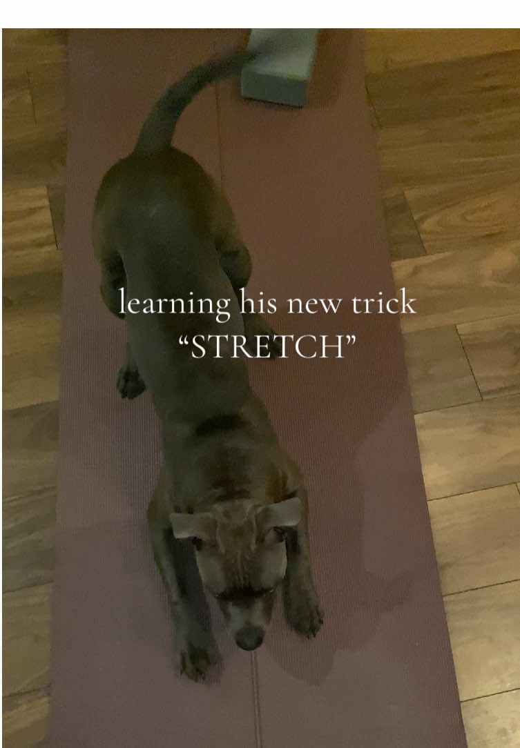 GOOD BOY ROCCO 🩵🐾 #yoga#dogtok#puppy#staffordshirebullterrier#dogtricks 