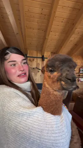 Fue un dia intenso conociendo a las llamas y alpacas 🦙 ❤️ #alpaca 