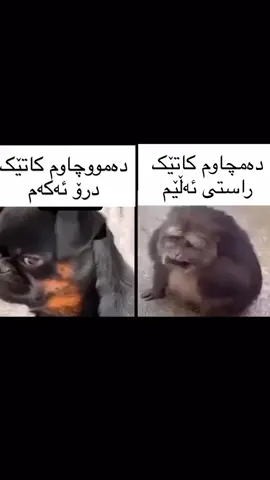 😂💔  Add & Acc #kurdistan #kirkuk #hawler #slimani #dhok