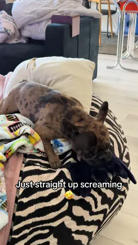 Just hootin n hollerin #ziggyandnumi #frenchbulldog #frenchie #doghowling #howling 