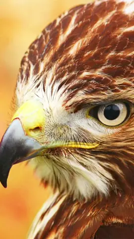 #احذر_الحر_تامر_البدوي  #fyp 