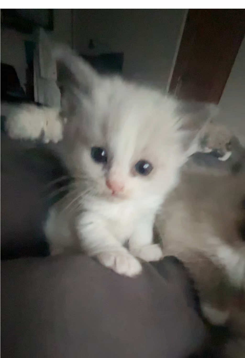 Bum shakalaka #fy #cat #ragdoll #dance #babycat 