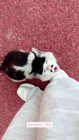 Funny Cats.#cat #cats #catsoftiktok #catlover #funny #foryou #funnyvideos #viral #fypシ #funnytiktok  #funnyanimals #usa🇺🇸🇺🇸 