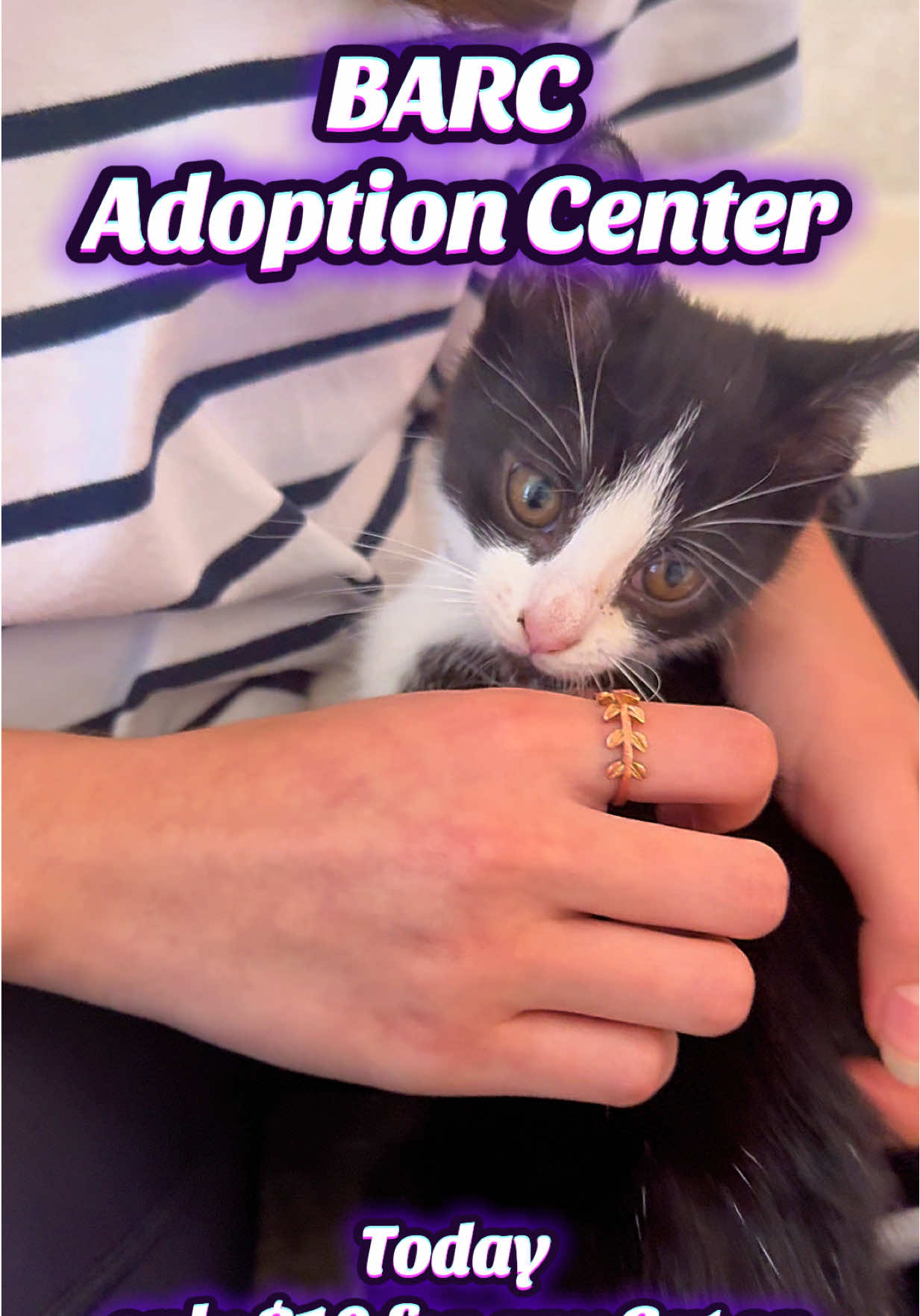 📍BARC Animal Shelter & Adoption #barcanimalshelter #htx #adoptdontshop #cutecatsoftiktok #cutedogsoftiktok 