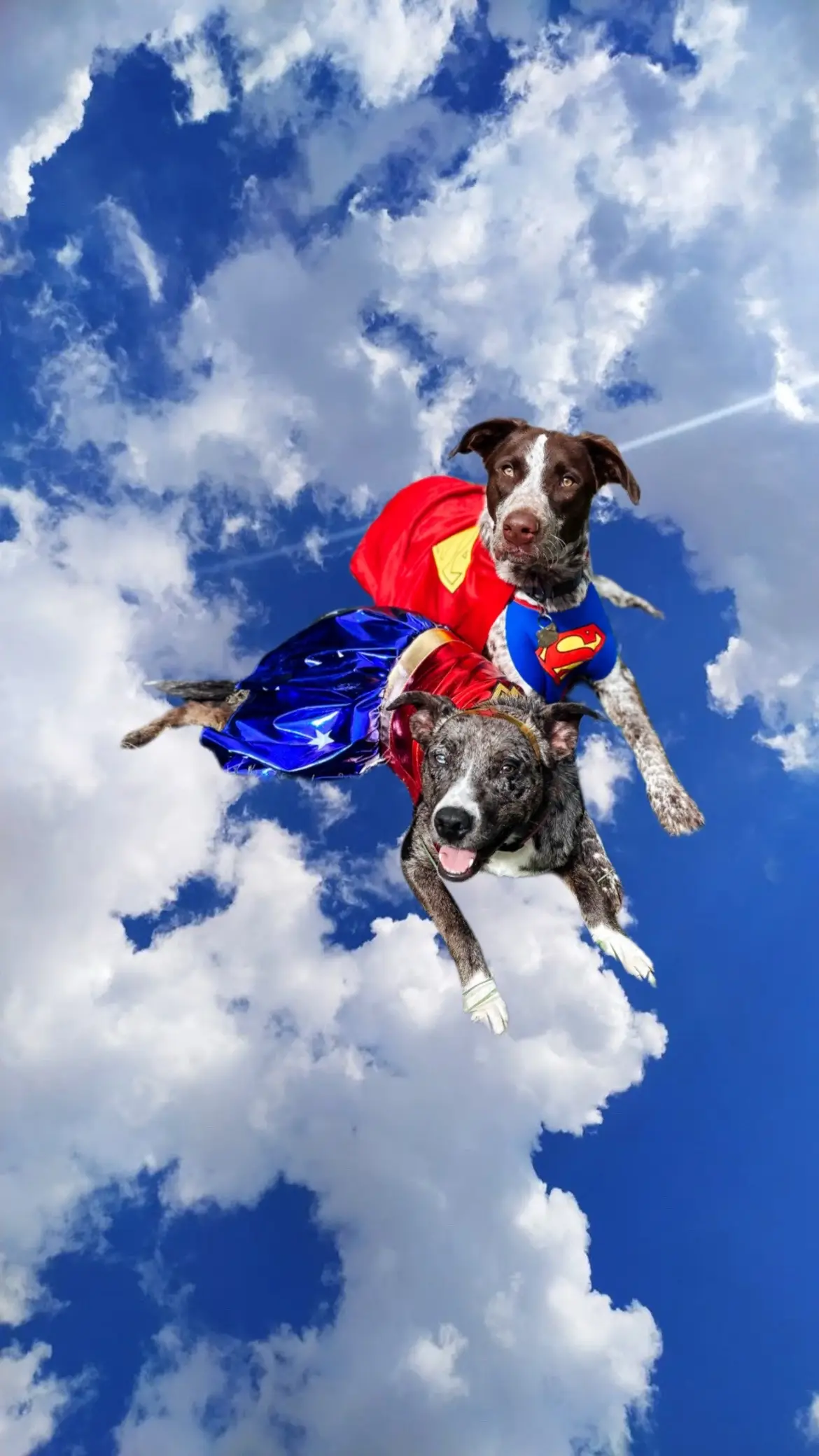 Bloom and Rambo are ready for Howl-O-Ween 🦇 #superman #wonderwoman #halloween #puppy #costume 
