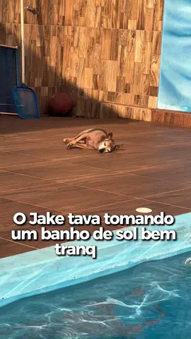 Falei banho de sol e ele achou que era pra entrar na piscina 😂😂