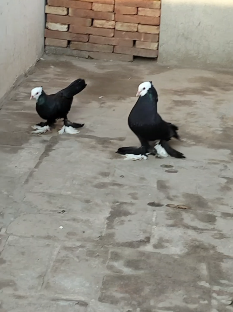 Fancy trending Pigeon - MASHALLAH ❤️  Black Mukhi Kabooter  Silver Mukhi Kabooter  American Fantail Pigeon -  Lakay kabooter  #kambohaviary #kabooter #kabooter #foryoupage #fyp 