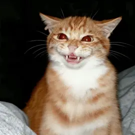 你这个班还要不要继续上了？#cat 