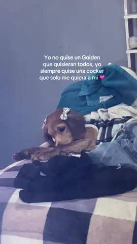 Amor de mi vida💗💗 #paratiiiiiiiiiiiiiiiiiiiiiiiiiiiiiii #cockerspaniel #fyppppppppppppppppppppppp #perrhijos #vir 