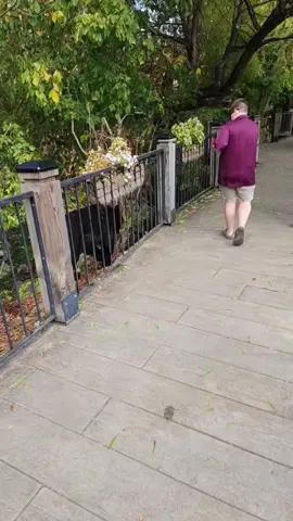 Cornball gathering 2025 #slammedenuff #gat #jimmysmarket #pigeonforge 