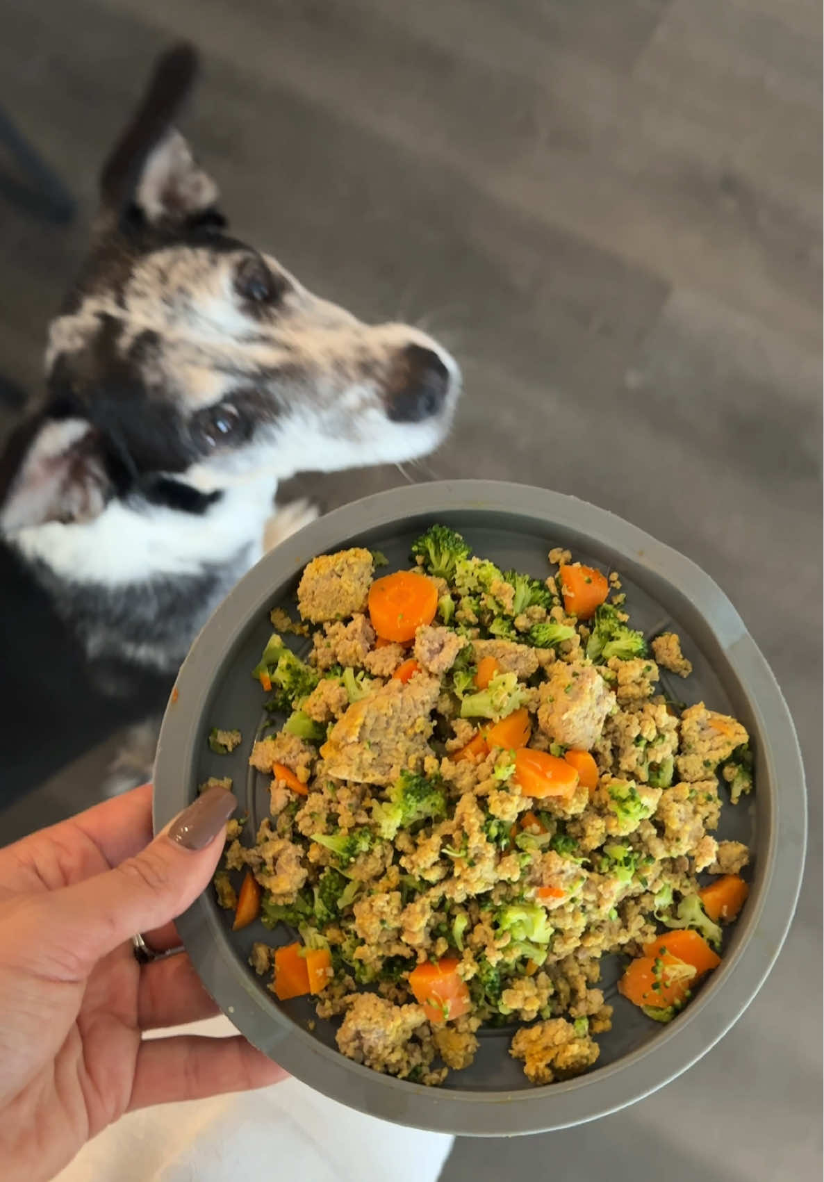 Bby girl will always be worth the time & funds. #fyp #christiantiktok #dogsoftiktok #dogmom #doglover 