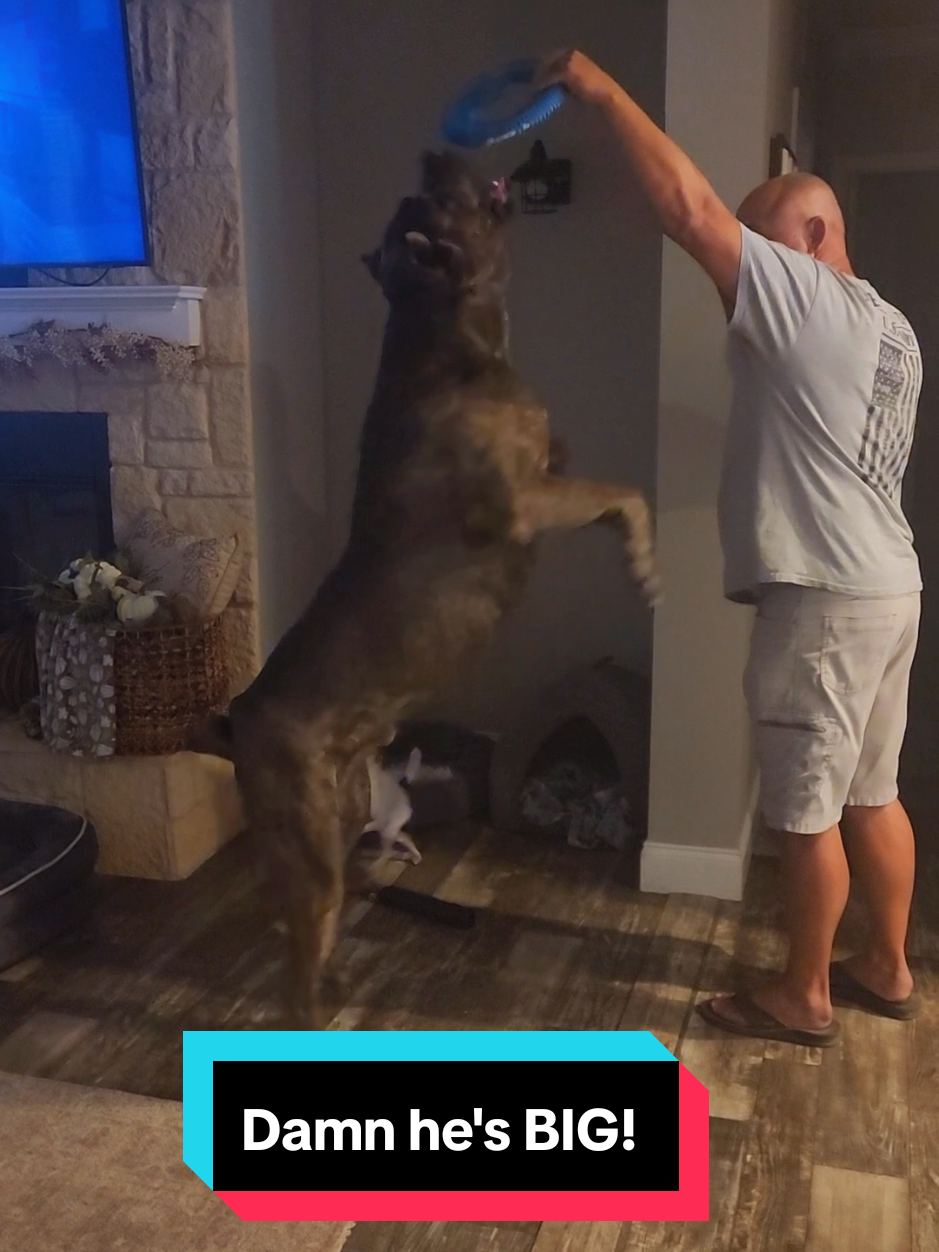 its Amazing how Big he is 🥰 Pictures & Video don't do him justice.   #canecorso #playtime #fyp #bigdogsoftiktok #corso 