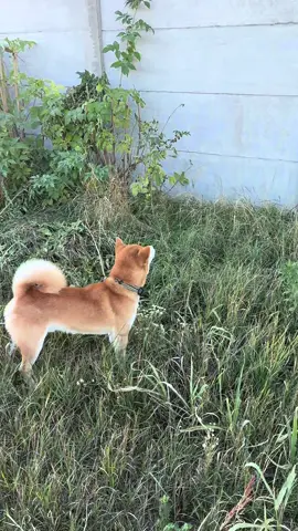 Arguing with the cat 🦊🗣️🐱 #jukitheshibainu #shiba #shibainu #shibastagram #shibainuhungary 