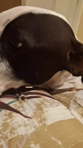 #pitbull #pitbulllove #pitbullsoftiktok #linda #Pandora 