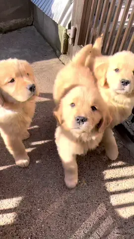 Adorable 🥰 golden retriever puppies ❤️#goldenretrieverpuppy #GoldenRetrieverLovers #PetsOfTikTok #PetVideos #dogsoftiktok 