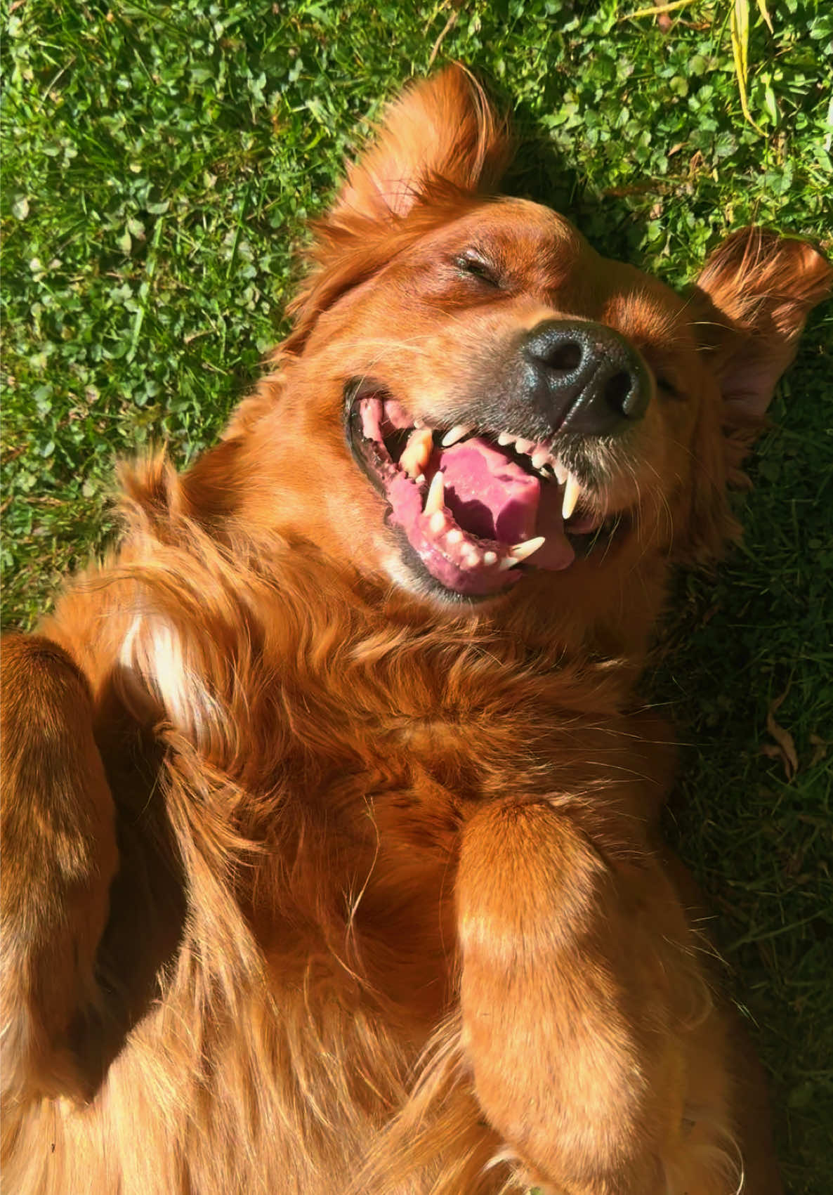 #fyp #dogs #goldenretriever 