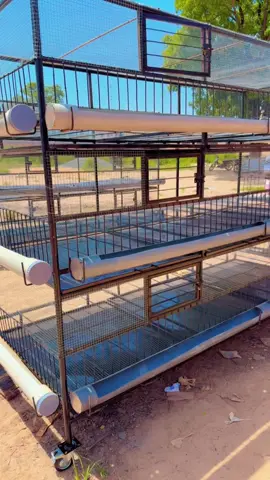 Halal Farm#case magic@mba @Adou le Sage @abdouramane @Yacki Vasquez Vasquez  Vasquez @Abel Toure #viraltiktok#aviculture#0022366320304#cage sur batterie Made in Mali#