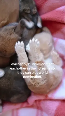 why do they have like human feet instead of paws im scared #spirituality #rabbit 