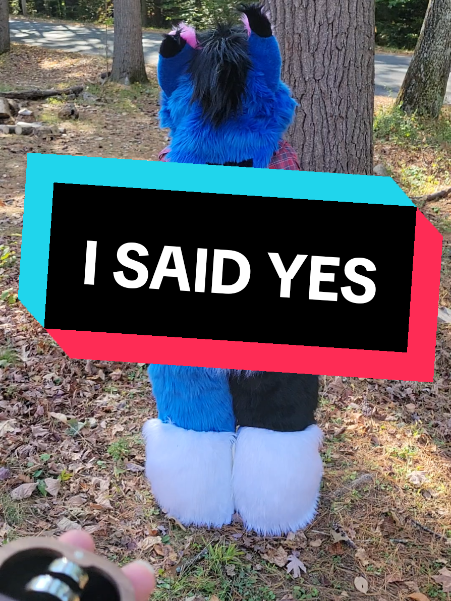I said yes btw xD @OrderOfTheKing / Nero D'Angelo  #meurrkatabyss #meurrkatabiss #furrycommunity #proposalvideo 
