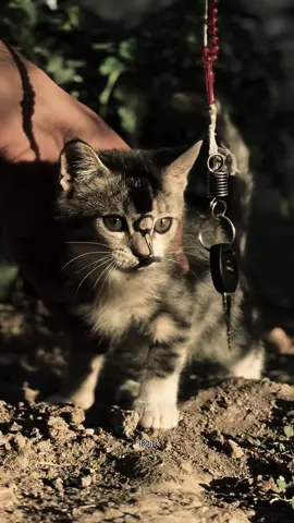 #محسن_الخياط  #شعر #قصائد  #fyp  #العراق 