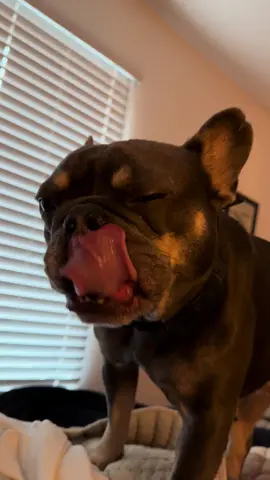 deeeeliciois breakfast if i do say so myself. sorry for slobbering all over you mom 🥰 #frenchie #frenchbulldog #foryoupage #doginfluencer #dogasmr 