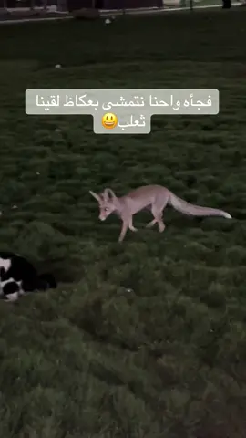 طبعا حديقة عكاظ الشفا🙆🏻‍♀️ #الشفا#الرياض #حديقة_عكاظ #حصني #ثعلب 