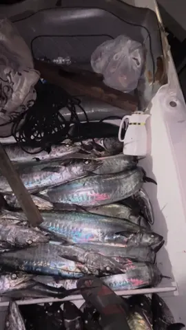 #الكنعد #الكنعد الزعزعه