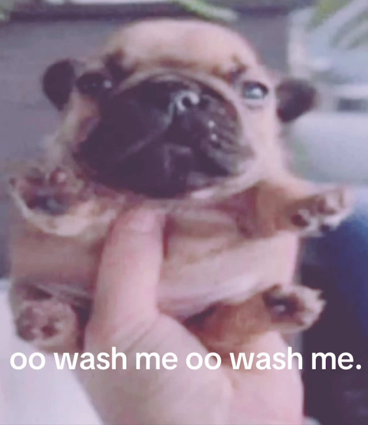 oo wash me oo wash me. #pibble #washmybelly 