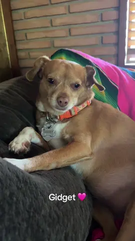 #dogsoftiktok #chihuahua #chihuahuastiktok #bitch #dogmom 