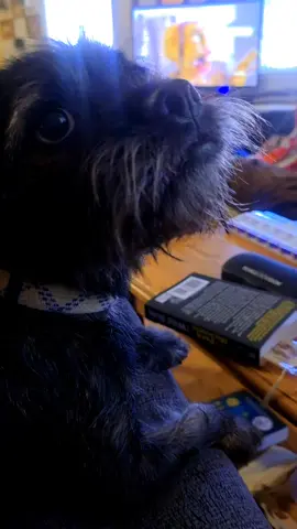 My mother in law dog is to much lol ...🤣