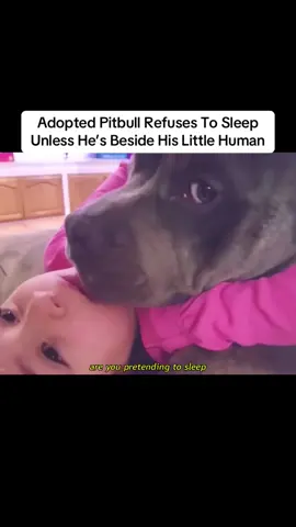 Adopted Pitbull Refuses To Sleep Unless He’s Beside His Little Human