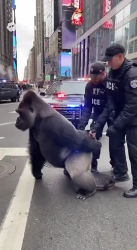 Gorilla getting deported #fyp #viral #sora #bodycam 