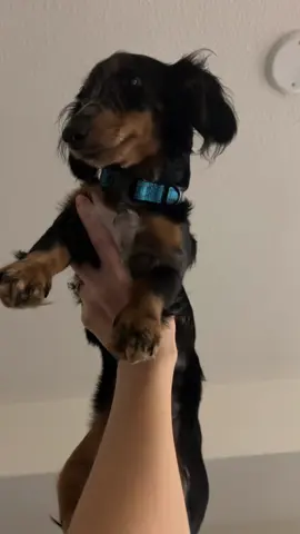 #puppytok #dogtok #dachshundsoftiktok #miniaturedachshund #moxietheminidoxie 