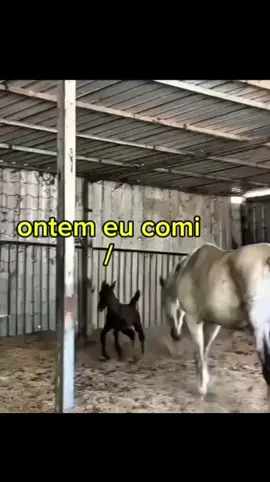 #mundoanimal #fyp #funny #foryoupage #funnyvideos 