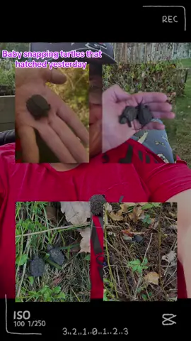 #positiviteam #fyp #foryoupage #babysnappingturtles #snappingturtle 