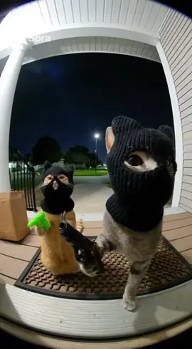 Shocking ring camera footage of two cats committing a robbed home robbery. 🫨