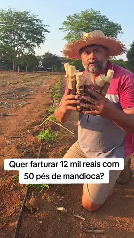 Com essa adubação e irrigação, você colhe mais de 30kg por pés, vendendo a 8,00 você fatura mais de 12 mil reais. Vem comigo. #interior #campo #roça #agro 