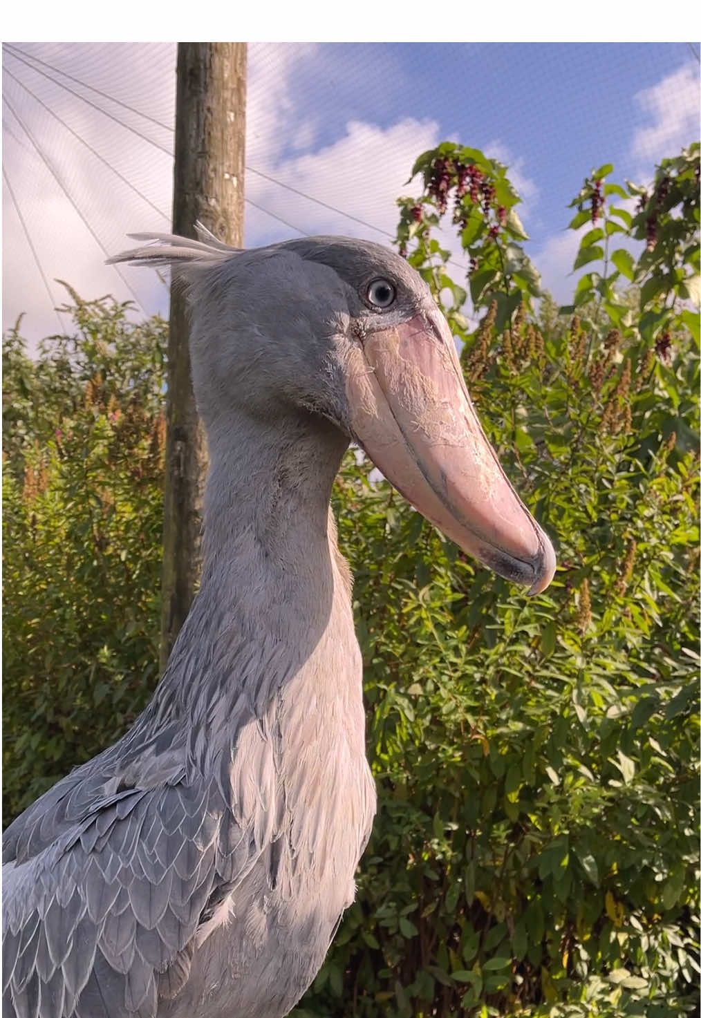 Abou the Shoebill not wanting to go to bed during the storm… More shoebill shenanigans! 🪶#birdsoftiktok🦜 #shoebill #exmoorzoo #notastork 