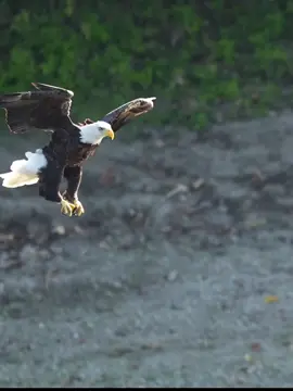 #🔥 #اكسبلور #🦅 #zako😎 #CapCut 