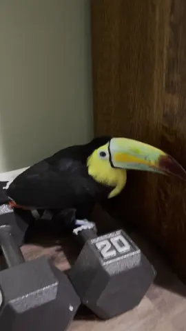 She likes to work out, isn’t she a cutie? #toucan #exoticpets #bird #viral #fyp 