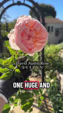 The @David Austin Roses EVELYN rose was re-introduced this year thanks to a huge demand from customers! Lucky me I snagged three plants. They are amazing because they last a long time on the plant and as a cut flower. If only every rose could perform like Evelyn, a real life unicorn indeed!  #evelynrose #gardening #learnwithtiktok 