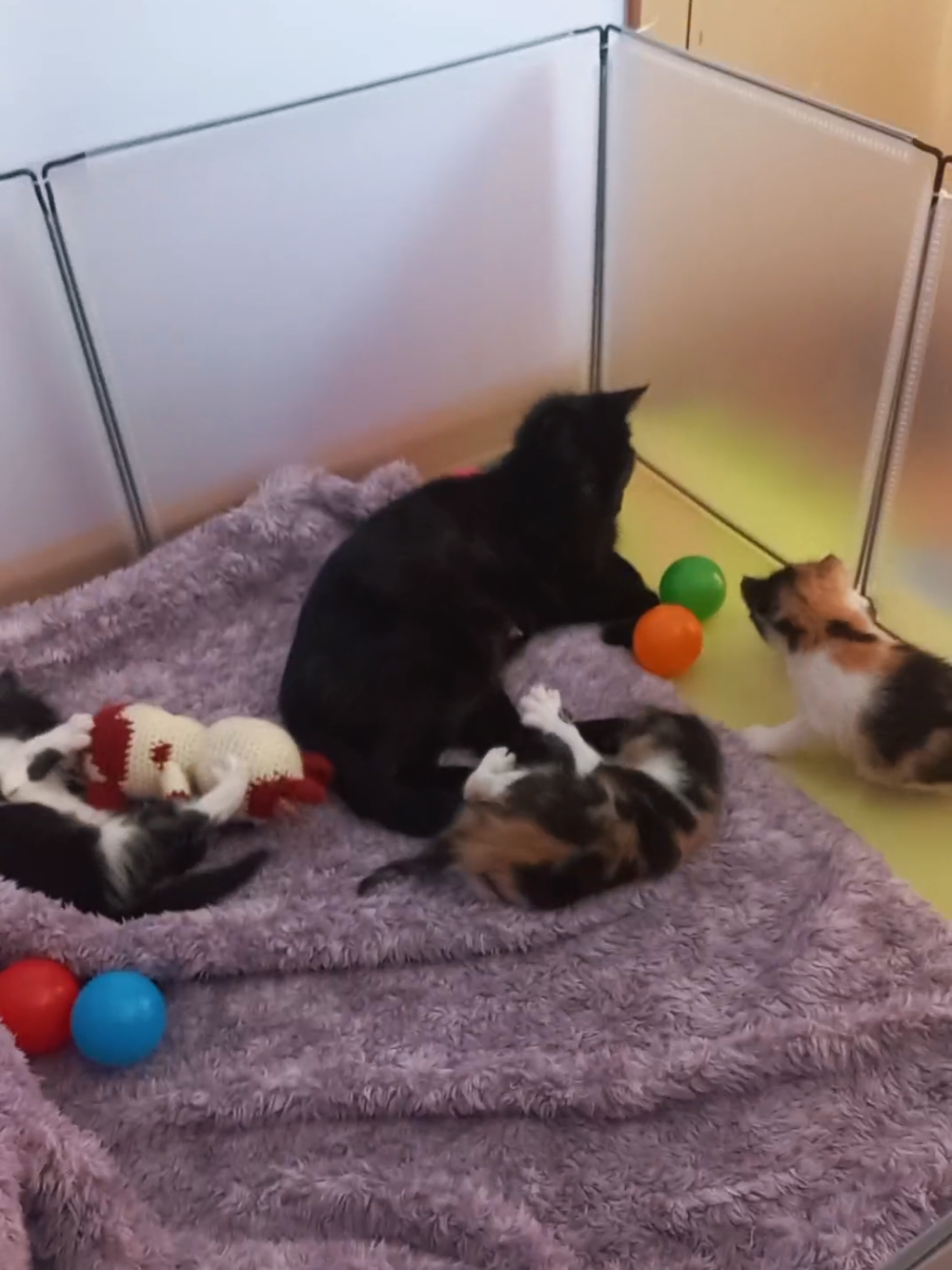 When the cat distribuition system ends up with you having five purring machines 💜 #michi #cat #kittens cute #fyp #parati 