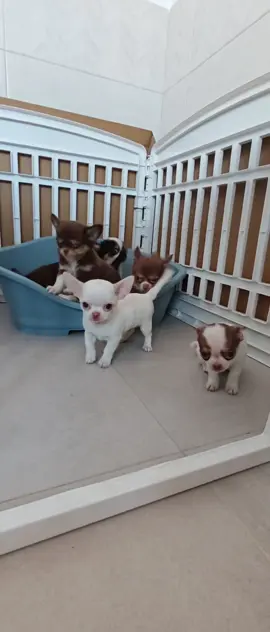 Ya tenemos 2 meses!!!!! Es cosa mía o es que están todos dibujados 🥰🥰🤤🤤 💙Chihuahua macho blanco de pelo corto.  💙Chihuahua macho tricolor de pelo largo. 🩷Chihuahua hembra chocolate tricolor de pelo corto. 🩷Chihuahua hembra chocolate tricolor de pelo largo. 🩷Chihuahua hembra blanca y chocolate de pelo corto. 🩷Chihuahua hembra chocolate tricolor de pelo largo. Descendientes de líneas Tailandesas y Rusas.  Huellas de fuego Chihuahuas Cría y alta selección canina. Maica Guisado. Cachorros criados en ambiente familiar con mucho amor. Contamos con núcleo zoológico. Afijo 23236. #chihuahuastiktok #chihuahua #chocolate #chihuahuapelolargo #chihuahuapelocorto 