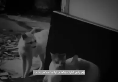 😂 #mohsenchavoshi #foryouu #foryoupage #sura 