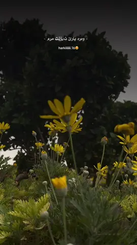 #CapCut #foryou #harkiiiiiiii_16 #muhamad_harki90 #MH 