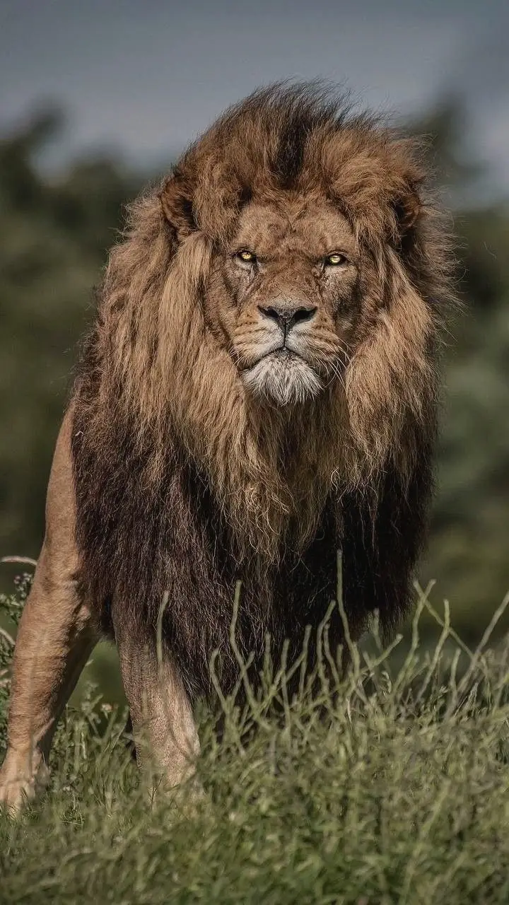 #عكاشه🫅#fypシ #tiktok #الفشن_بلدنا👑🦁 