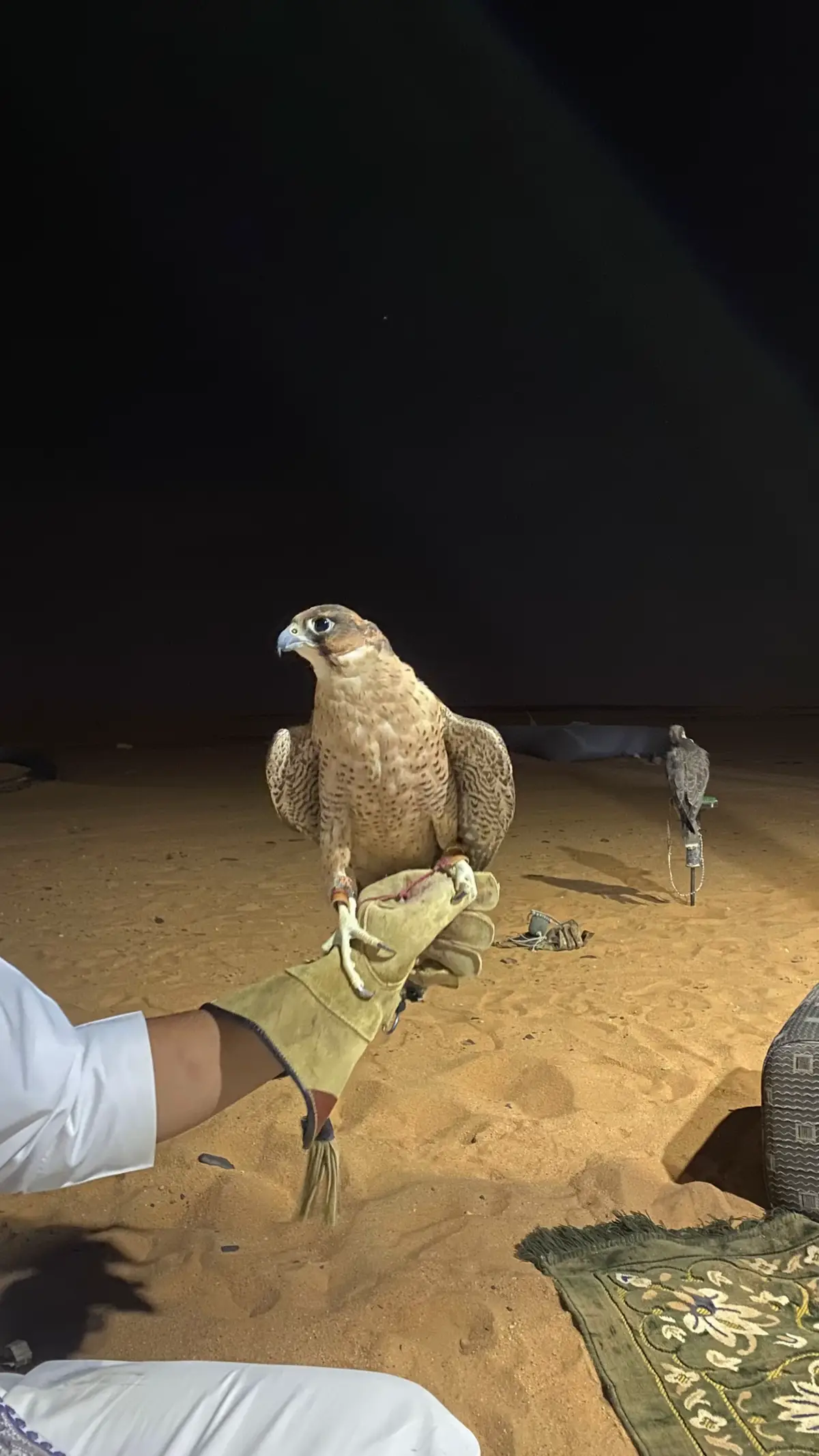 بدون آكسبلور 