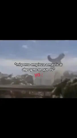 Esque le mataba los pollos al vecino  #humor #paratiiiiiiiiiiiiiiiiiiiiiiiiiiiiiii #fyp #godzilla #paratii 