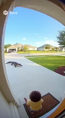 POV: You check your Ring cam and see THIS in your driveway 😳🐊 #SoraAI #AIMovie #HyperRealism #AIcinema #RingFootage    