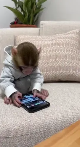 Mom wasn't having it this time  #scrolling #mom #monkey #fyp 
